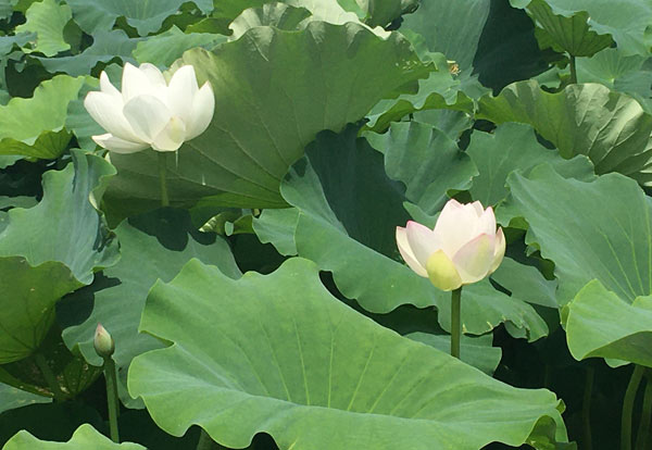 レンコンの花が咲きました 太良みかん タラッタ ブログ