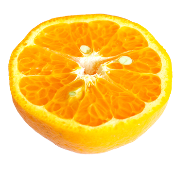 ポンカン | みかん豆知識 | 太良みかん タラッタ ブログ