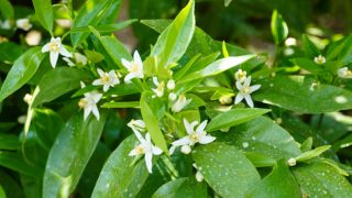 ミカンの花が咲きました♪ | 太良みかん タラッタ ブログ