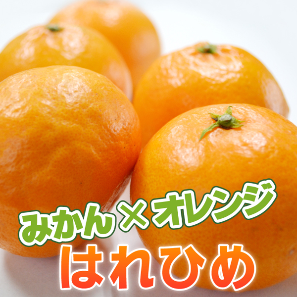 <b>はれひめ</b><br><font color=#ff6347>すぐに発送します！</font><br>みかんとオレンジの美味しいとこ取り！手で皮をむいた時のオレンジの香りとしっかりた果肉はジューシー満足感たっぷり