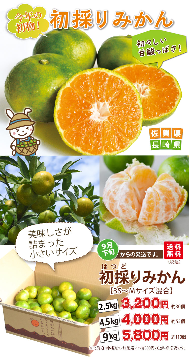初採りみかん