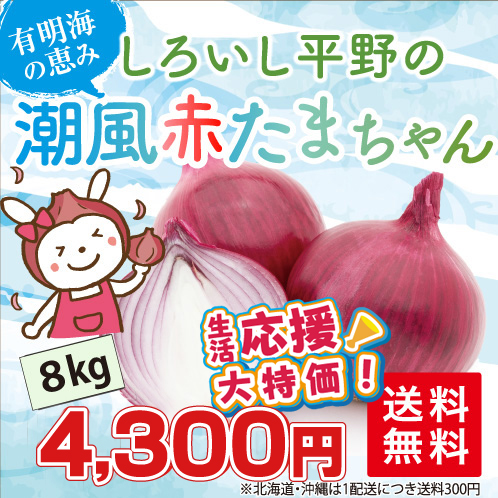 ★生活応援！大特価！！★しろいし平野の「潮風 赤たまちゃん 8kg」＜佐賀県白石町ふくどみ産＞