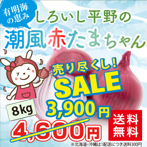 SALE！売り尽くし割引中！！しろいし平野の「潮風 赤たまちゃん 8kg」＜佐賀県白石町ふくどみ産＞