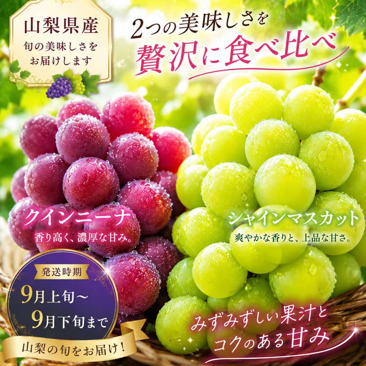 2つの美味しさ食べ比べ♪ 山梨県産★シャインマスカット＆クインニーナ★（各1房入・約1.2kg）