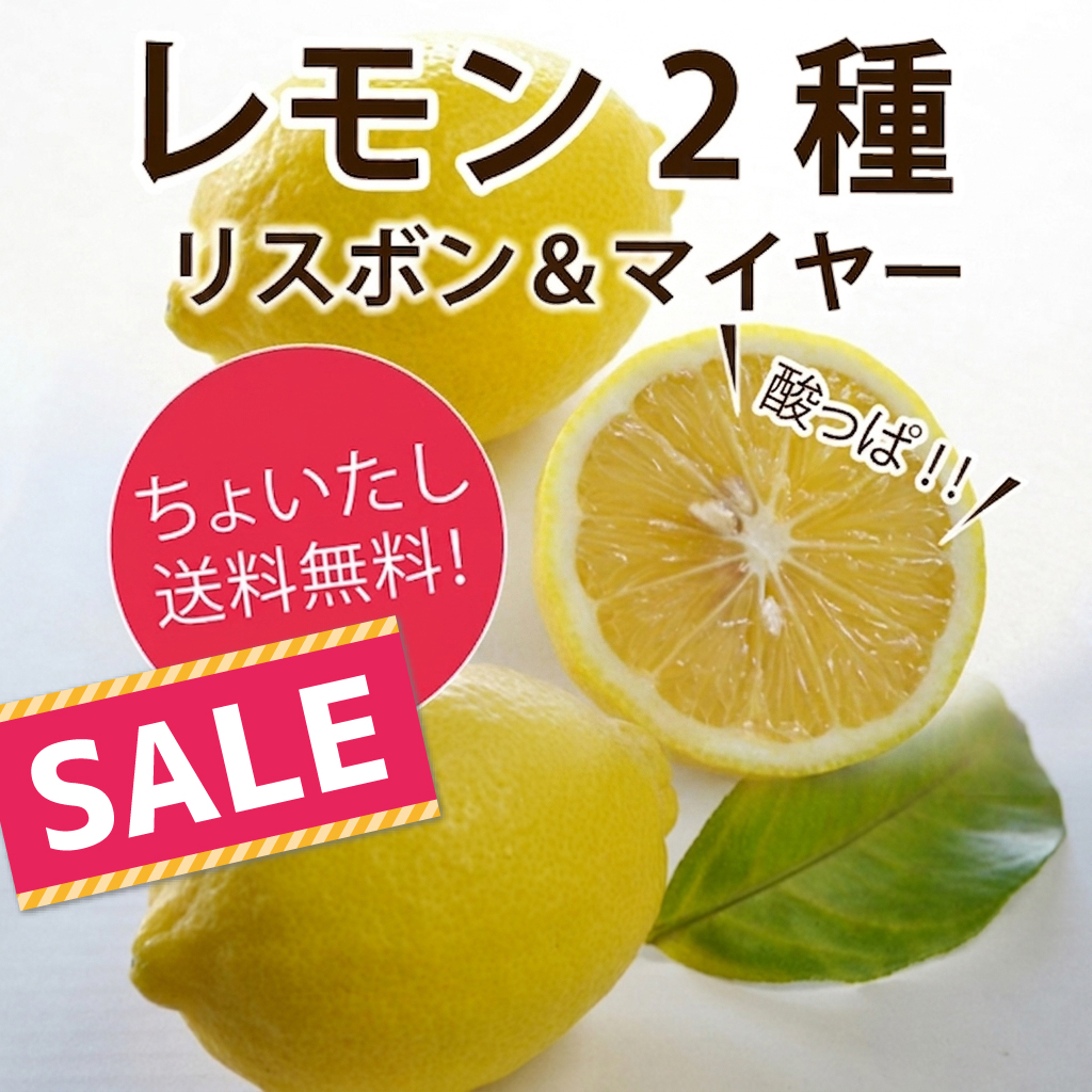 ★セール中！★【他の商品にちょい足しで送料無料】＜酸っぱ！！＞レモン（1個）