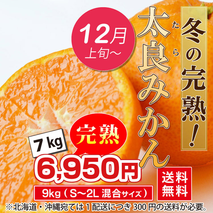 完熟冬の太良みかん