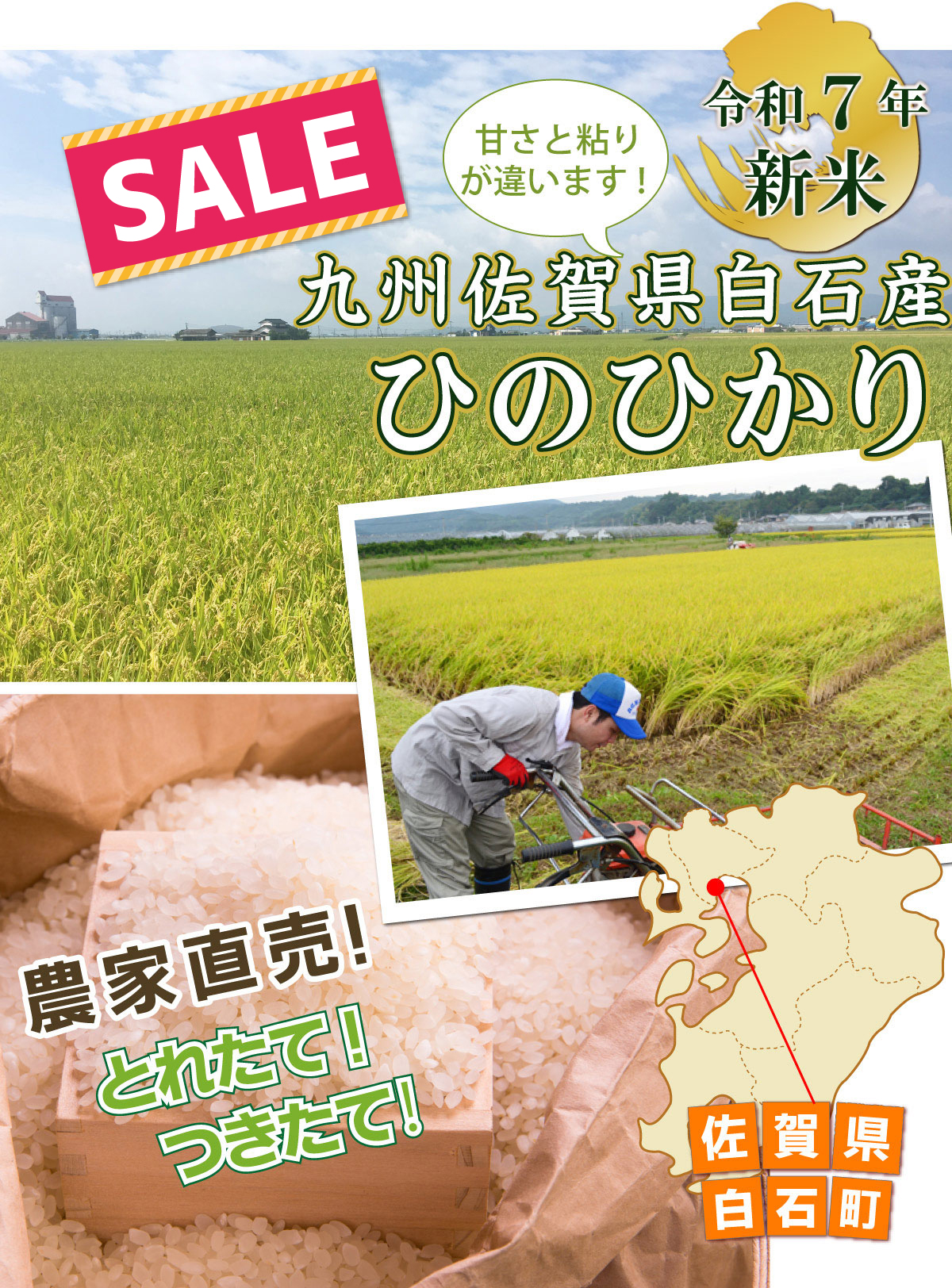 佐賀県白石産『ひのひかり』