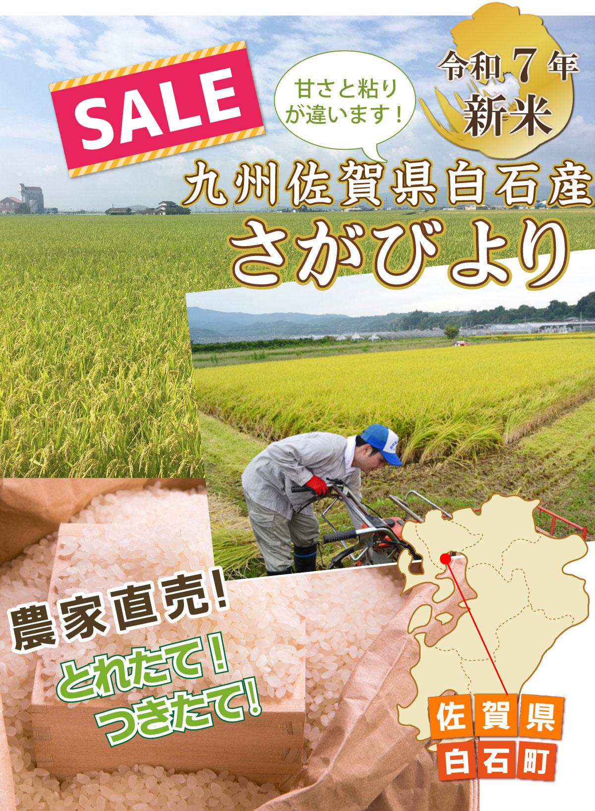 佐賀県白石産☆『さがびより』