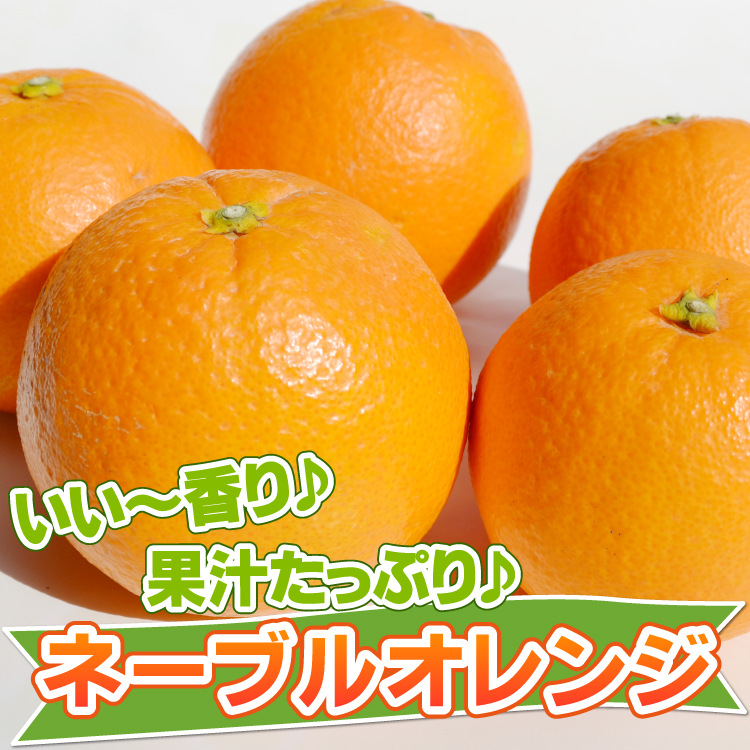 <b>ネーブルオレンジ</b><br><font color=#ff6347><b>2月上旬からの発送</b></font><br>オレンジの芳醇な香りとともに濃い味で酸味とのバランスがよくジューシーな柑橘です。