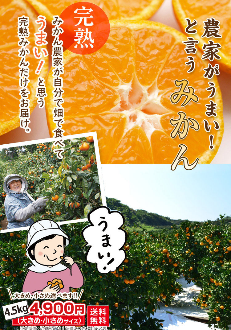 太平洋のみかん 太平洋のみかん みかんの種類 - 玉津柑橘倶楽部