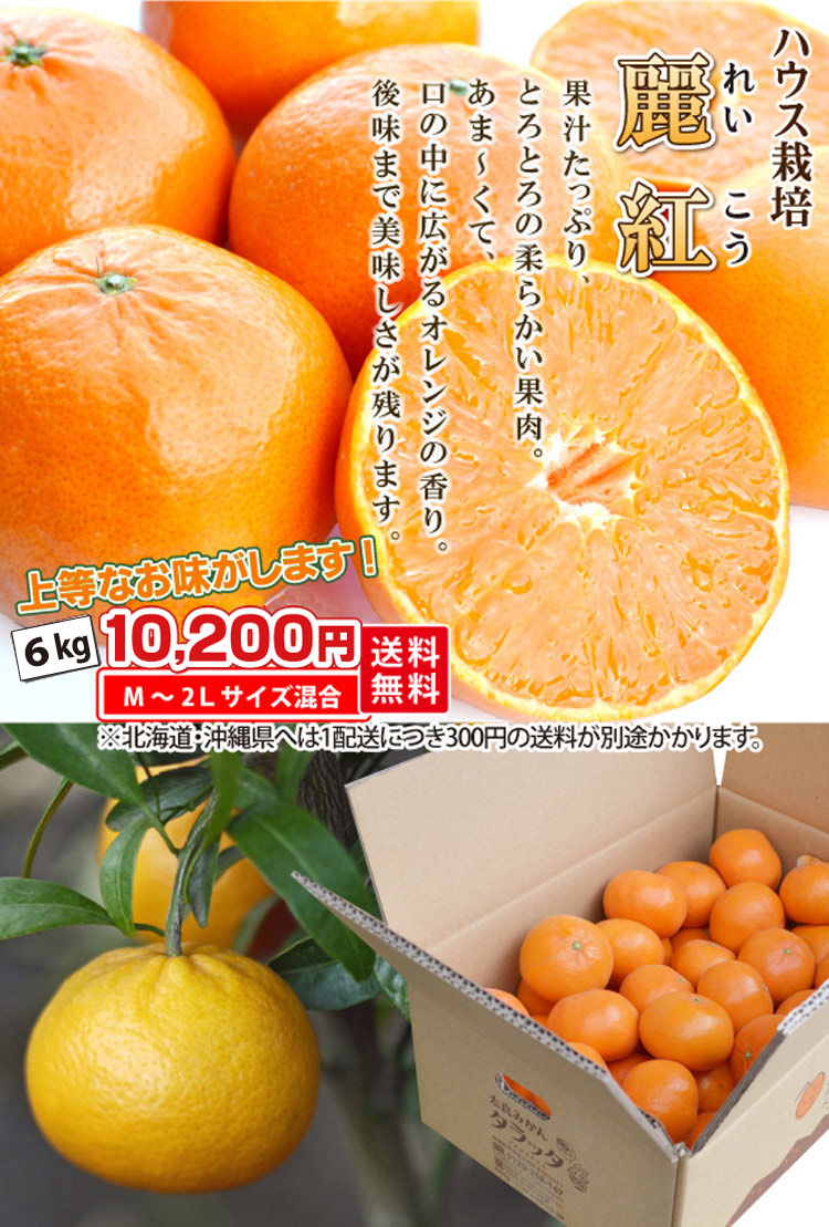 ハウス栽培 麗紅（れいこう）6kg