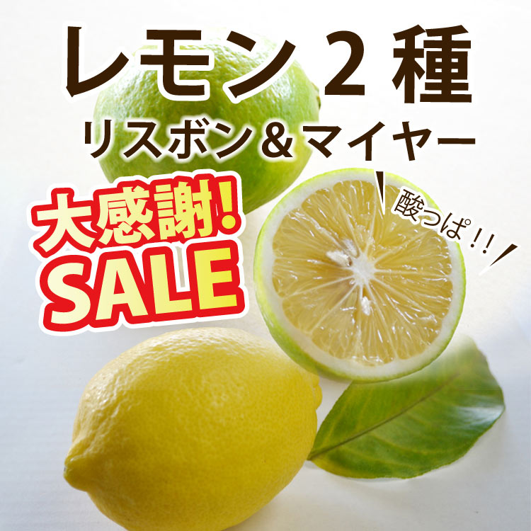 レモン（マイヤーまたはリスボン）