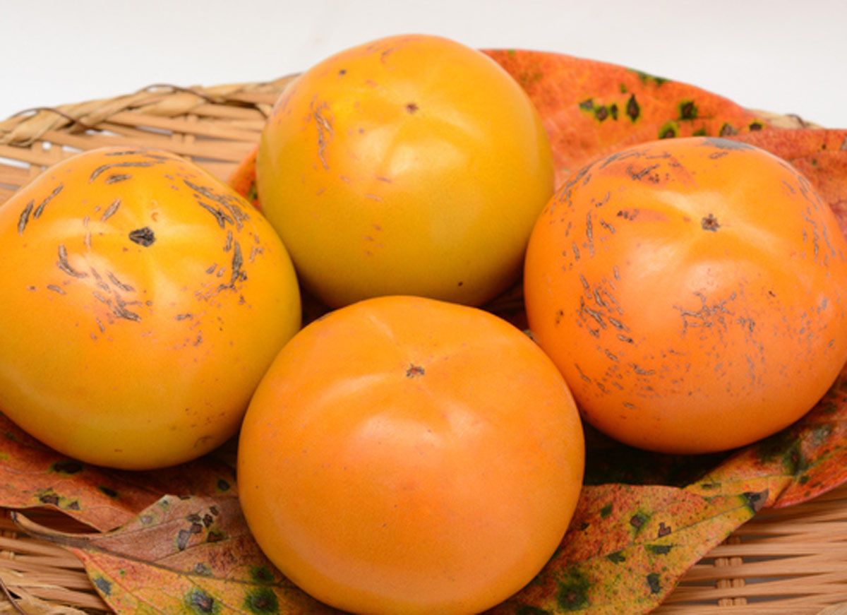 太秋柿 たいしゅう 5年生 太秋柿 たいしゅう 5年生 太秋柿を農家直送。太秋柿なら観音山