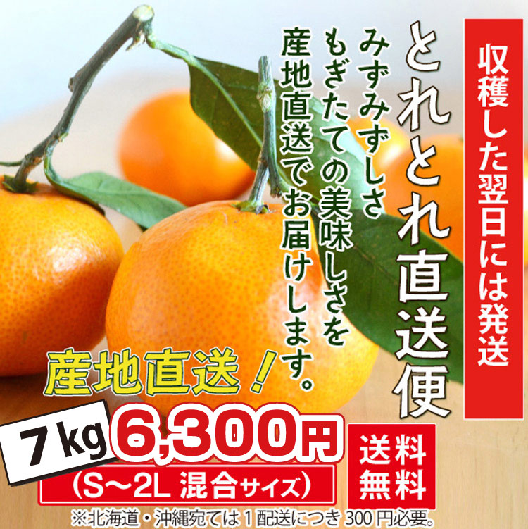 旬のとれとれ直送便　7ｋｇ（温州みかん）