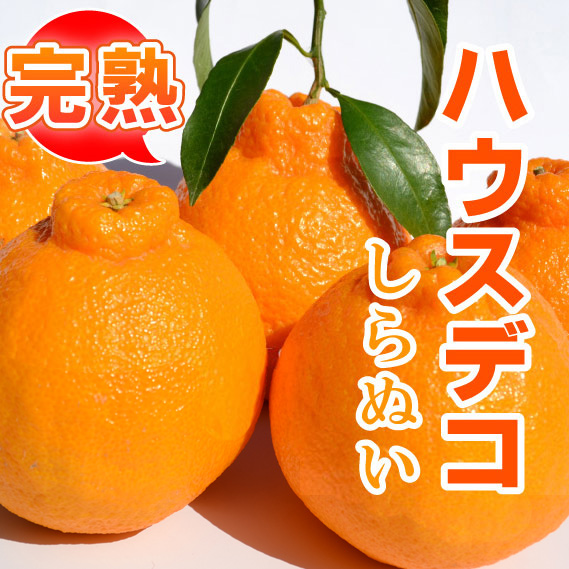 <b>ハウス栽培デコ</b><br><b>★3月中旬頃からの発送★</b><br>ハウス栽培デコは木にならせて完熟で収穫。みずみずしくプリプリでジューシー