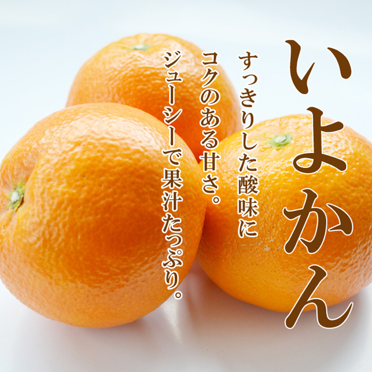 <b>いよかん</b><br><font color=#ff6347><b>2月末頃からの発送</b></font><br>したたる程、果汁たっぷりの大玉柑橘。香りもよく酸味と甘みのバランスのいい味わいです。