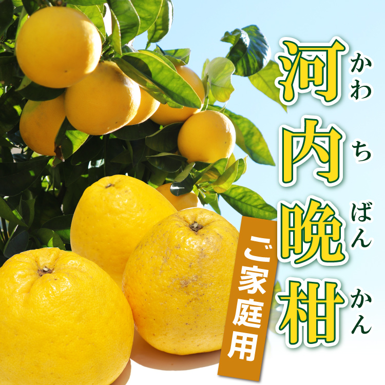 <b>【ご家庭用】河内晩柑</b><br>ジューシーで爽やかな味。和製グレープフルーツ」と言われますが、苦味もなく甘すぎずさっぱり味で果汁たっぷり。